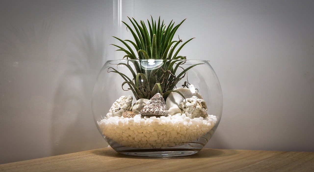 Nieuwe woontrend: Terrarium planten